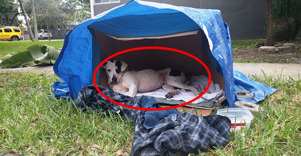 El drama del perrito abandonado que sigue esperando a su familia que jamás regresará