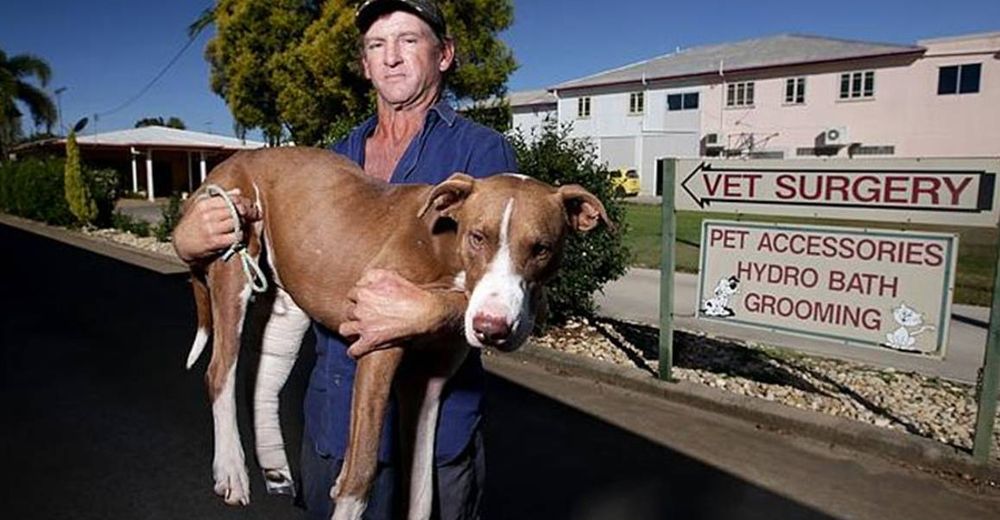 Caminó durante 2 días con su perro en hombros suplicando llegar a tiempo para salvarle la vida