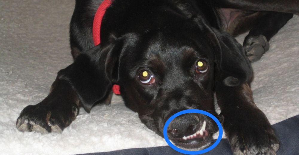 La historia de Hope: El destino de un perro «inadoptable» cambió gracias a ella