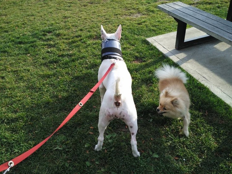 perro muerde a otro perro 1