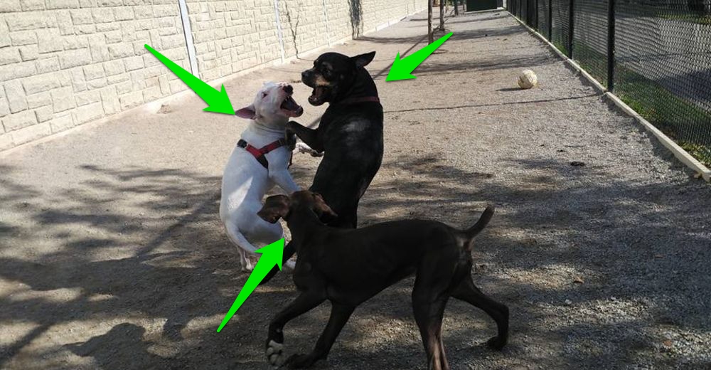 Mi Perro Ha Mordido Una Pila A Mi Perro Le Han Mordido Y Tiene Un Agujero - Noticias del Perro