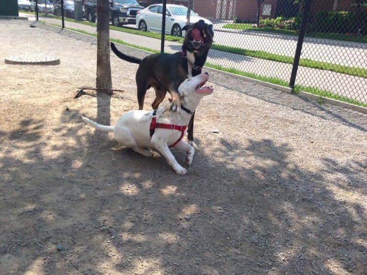 perro muerde a otro perro 5