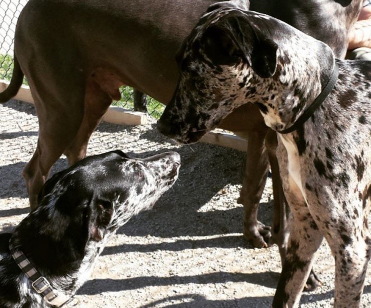 perro muerde a otro perro 6