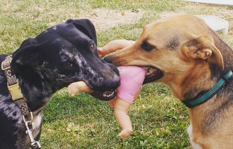 perro muerde a otro perro 7