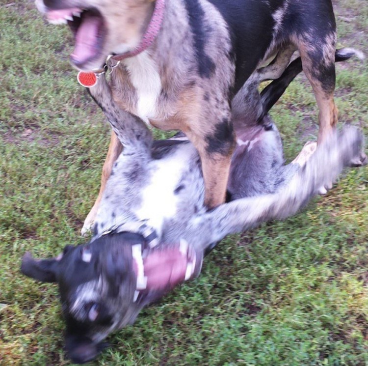 perro muerde a otro perro 9