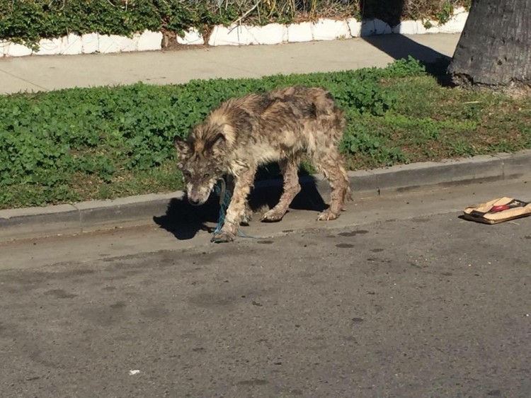 perro no es lo que parece 1