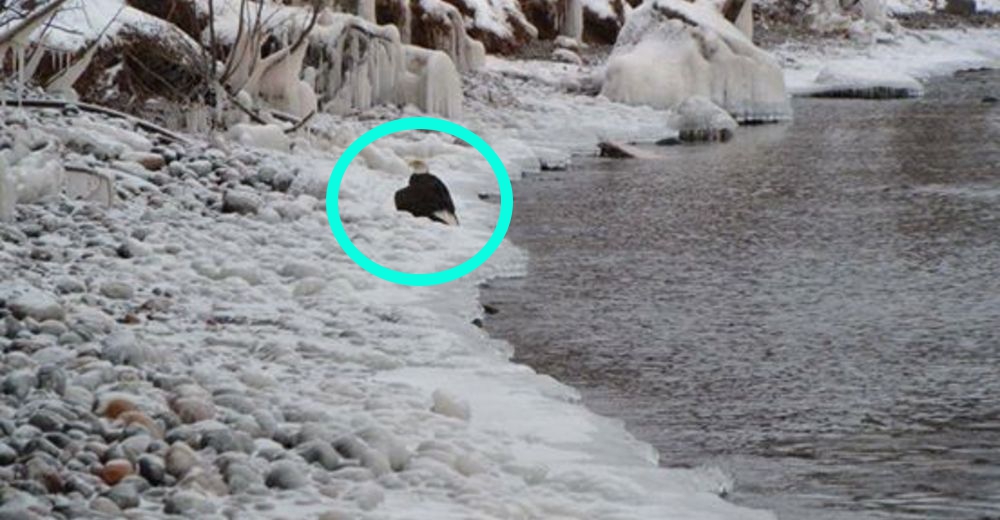 Una perrita vio a un águila herida y supo exactamente qué hacer para salvarle la vida