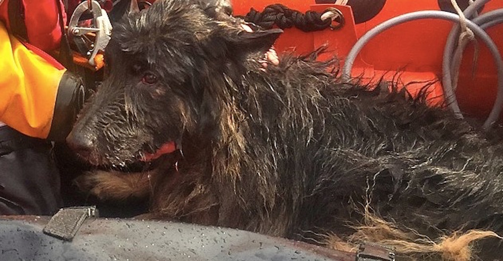 Rescatan a un perro perdido en el mar durante 5 días justo antes de su último aliento