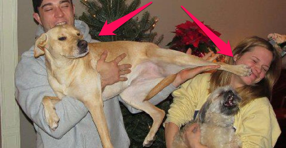 ¿Los perros pueden llegar a sentir celos? Un hecho que está sorprendiendo a sus dueños