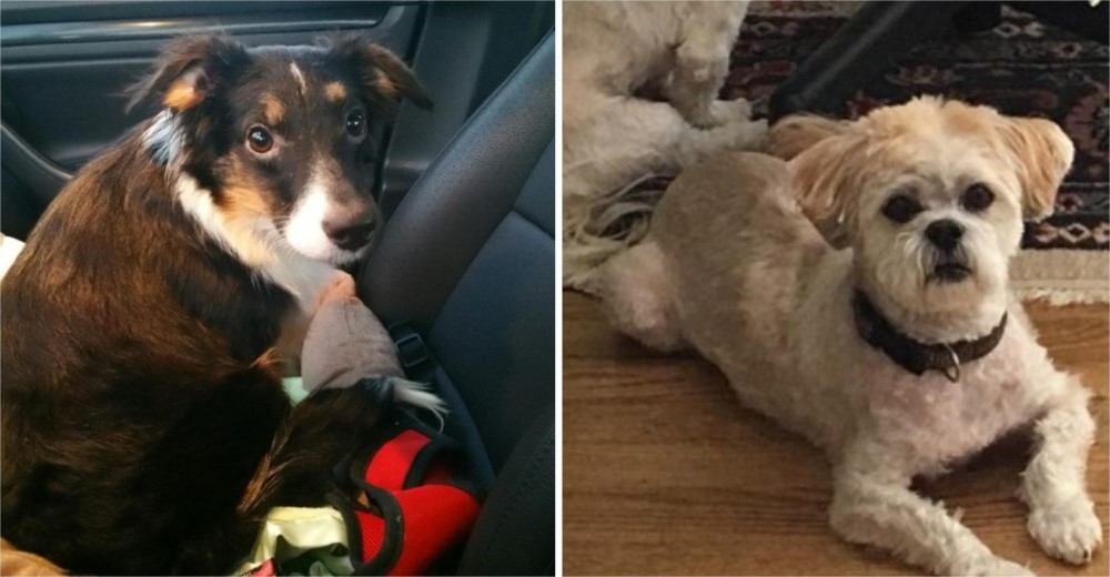 Ella ha sido la heroína de 2 perritos con una condición especial muy poco común en el mundo Ella ha sido la heroína de 2 perritos con una condición especial muy poco común en el mundo