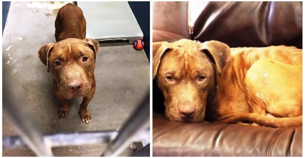 Increíble – Este perro estaba destinado a morir pero un milagro cambió su destino Increíble – Este perro estaba destinado a morir pero un milagro cambió su destino