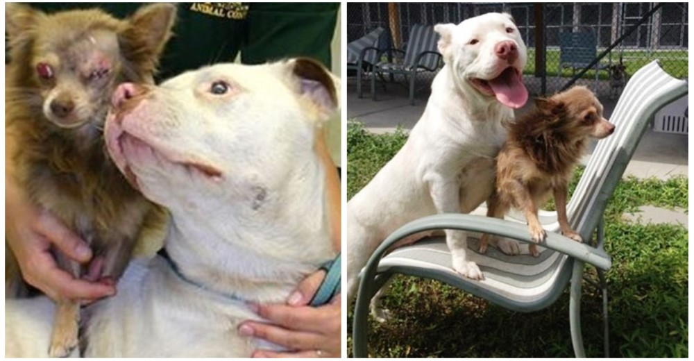 Este perro cargó a su amigo herido hasta encontrar ayuda, su historia te partirá el corazón