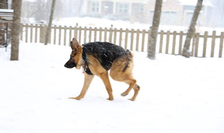 quasimodo-nieve