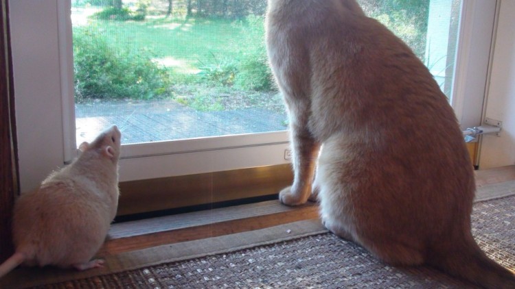 rata y gato amistad 1