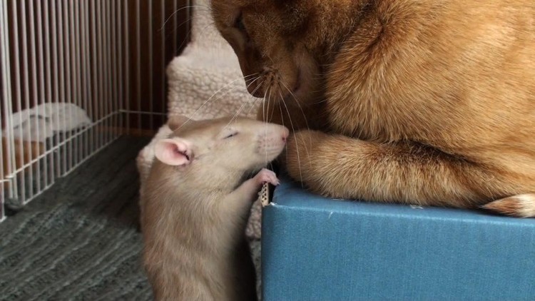 rata y gato amistad 10