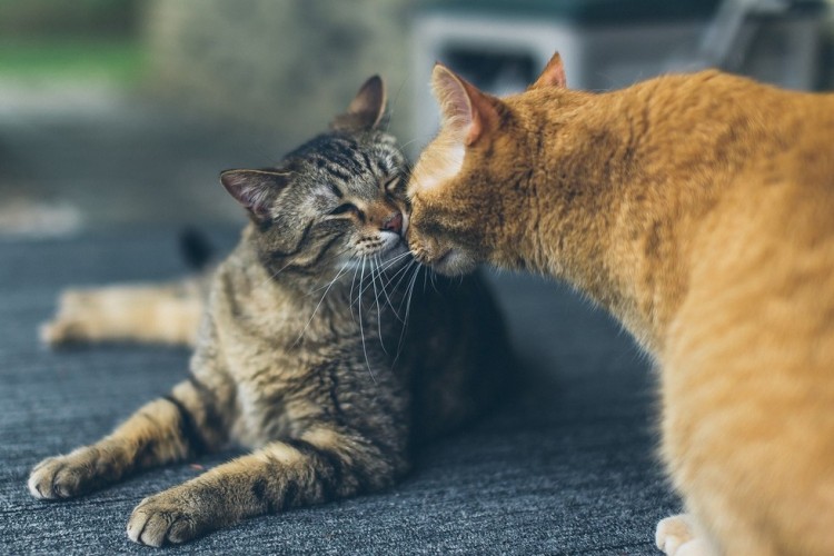 rata y gato amistad 9