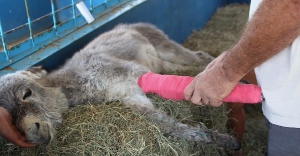 Una burrita atropellada y abandonada para morir vive un milagro – Merecía una oportunidad Una burrita atropellada y abandonada para morir vive un milagro – Merecía una oportunidad