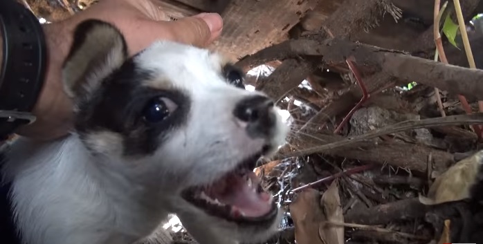 5 cachorritos huerfanos 11