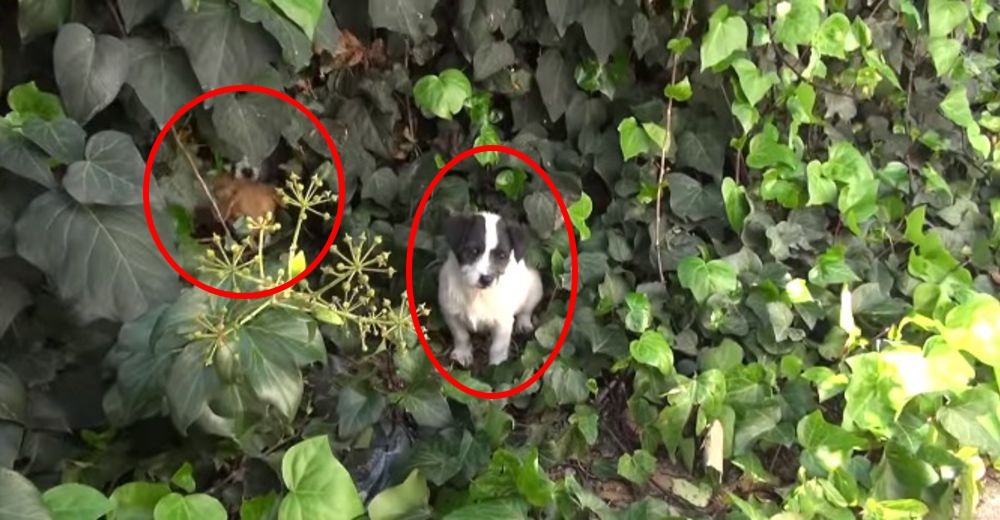 Estos 5 cachorritos están muy tristes por una poderosa razón… Imposible no querer ayudarlos