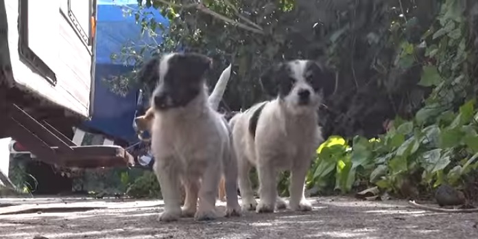 5 cachorritos huerfanos 2