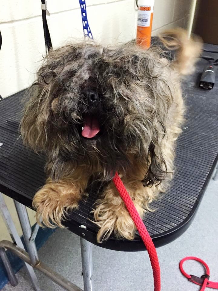 Cortes de pelo 5