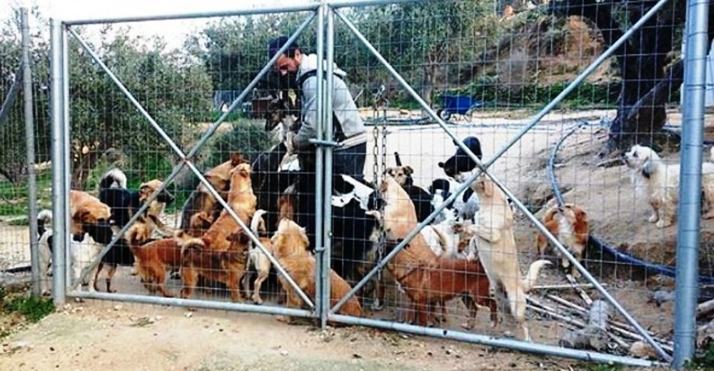El héroe que dejó su profesión para acoger más de 200 perros abandonados a su suerte en la calle