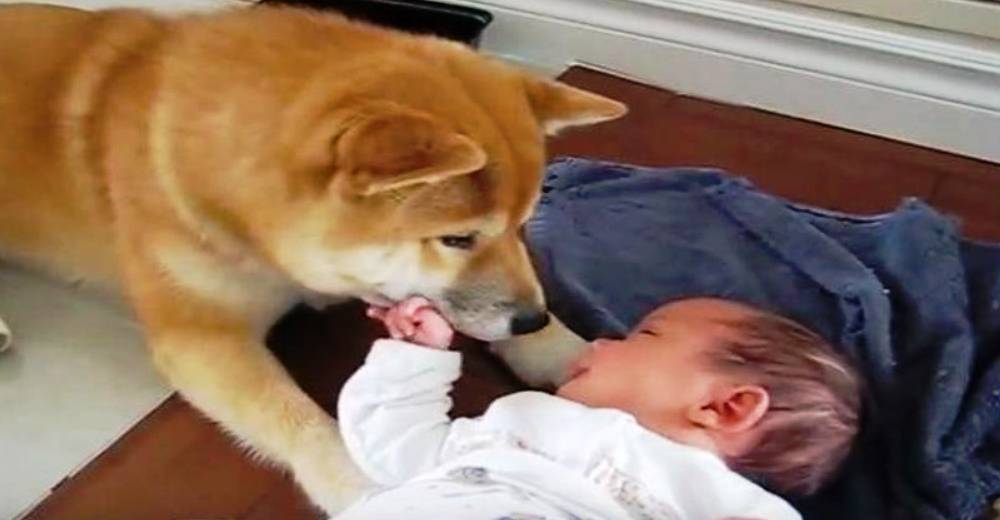 Este perro conoce por primera vez una bebé de 4 semanas – Su reacción es adorable