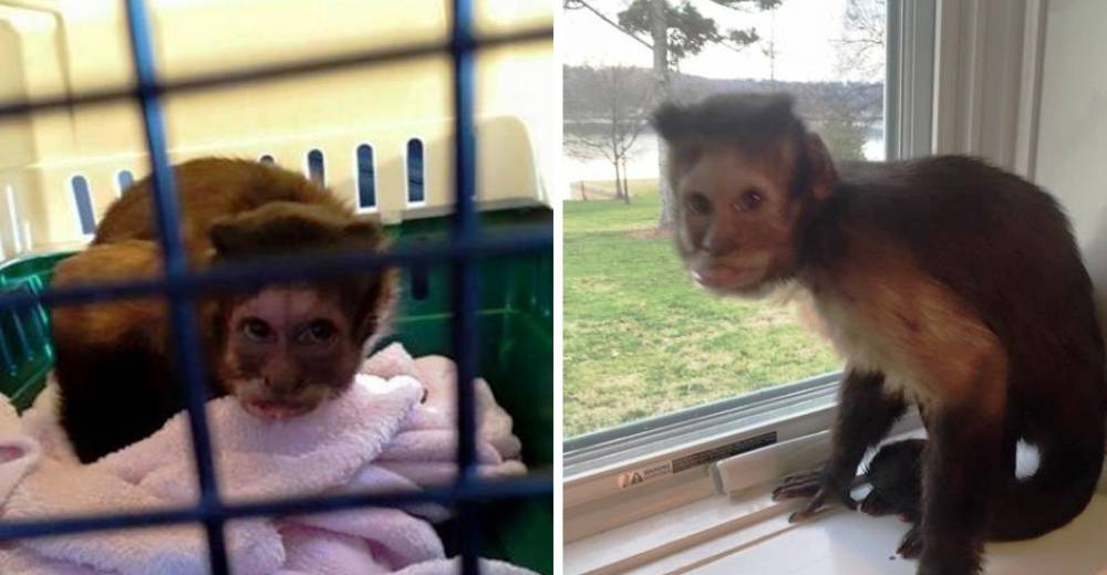 A este mono lo abandonaron en una jaula, sin dientes y herido…Pero de pronto todo cambió