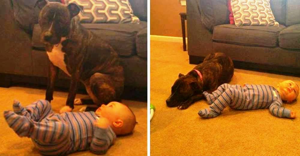 Esta perrita es feliz cuidando a una tierna bebé…pero necesita tener un hogar para siempre