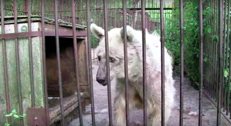 Oso ojos tristes 1