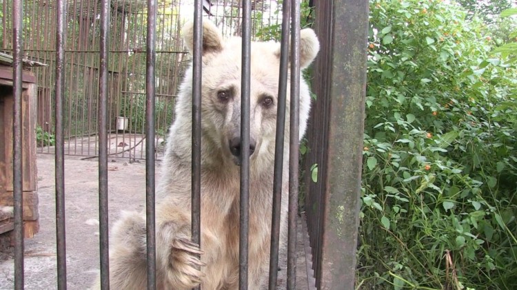 Oso ojos tristes 2