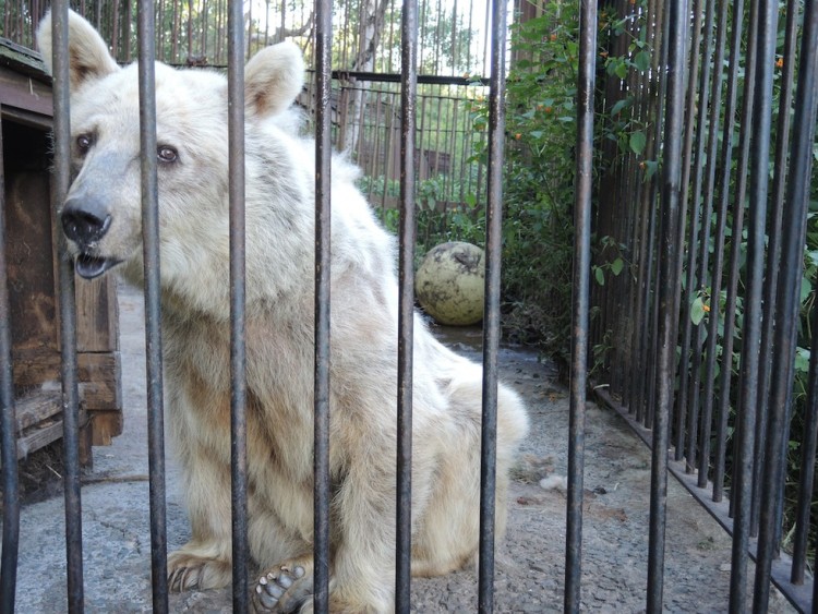 Oso ojos tristes 4