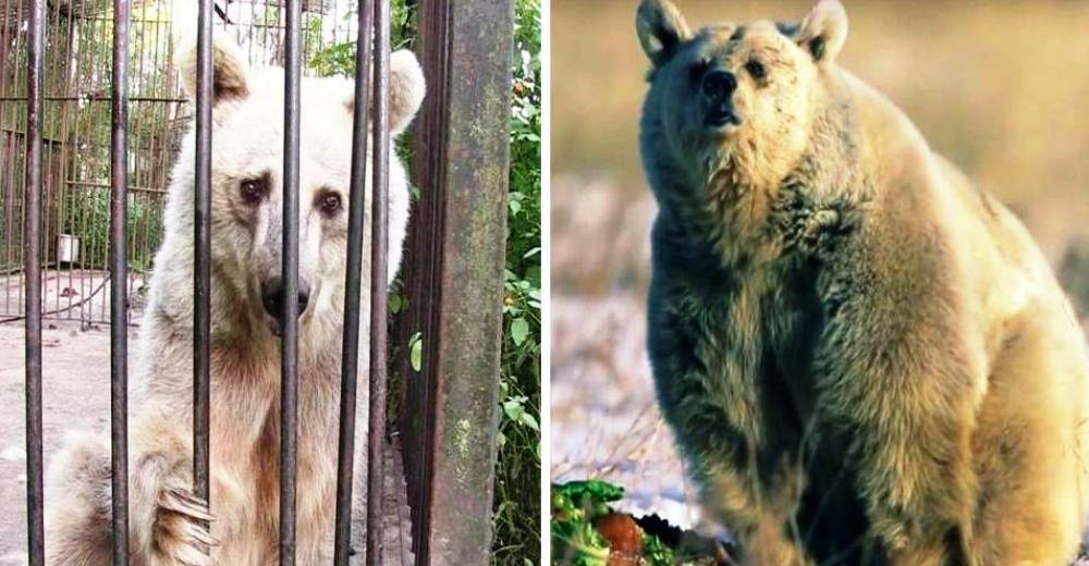 La mirada de esta osa revela la tristeza de 30 años de encierro, hasta que supo lo que es vivir
