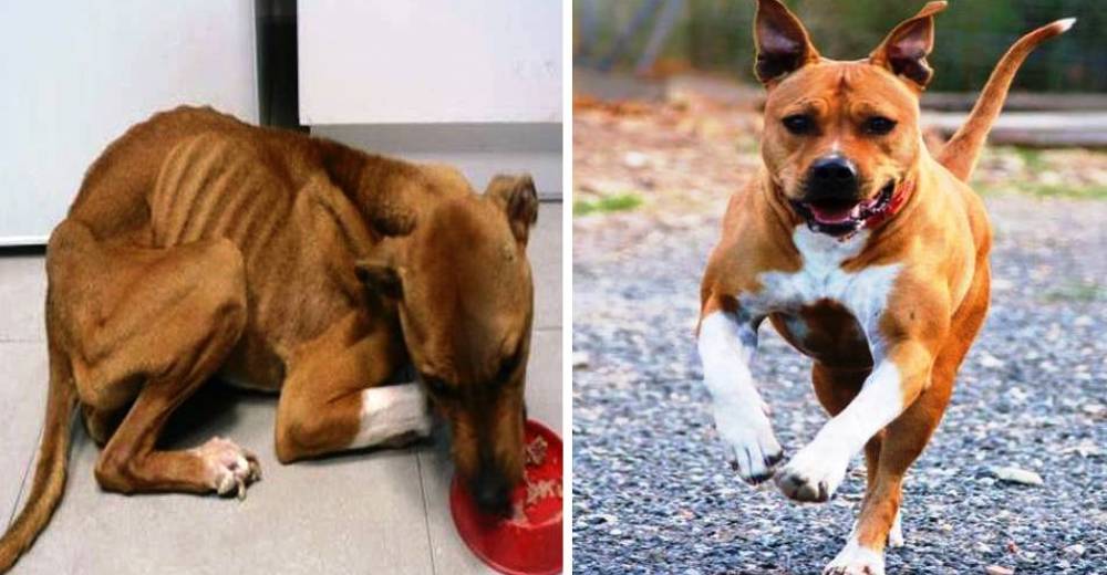 A esta perrita la abandonaron muy pequeña – Está totalmente recuperada… pero busca hogar A esta perrita la abandonaron muy pequeña – Está totalmente recuperada… pero busca hogar