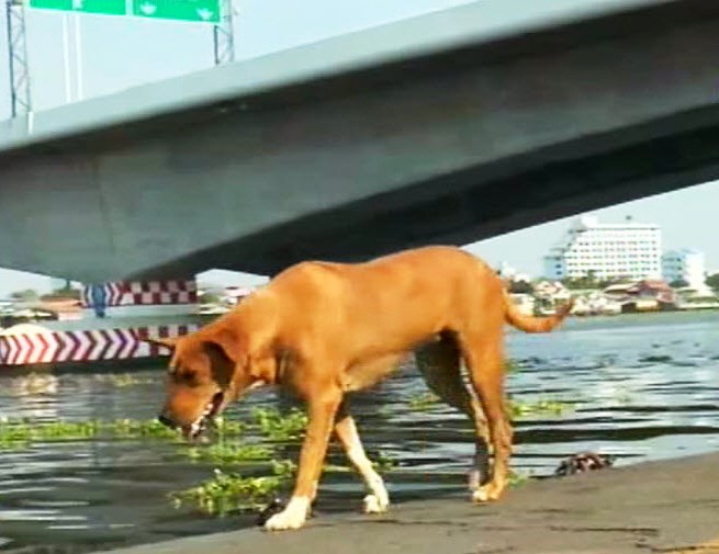 Perrita Muelle 4