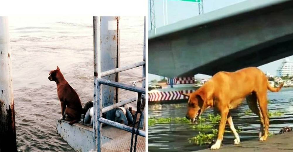 Una desolada perrita pasa un mes en el muelle esperando a su familia que nunca regresó