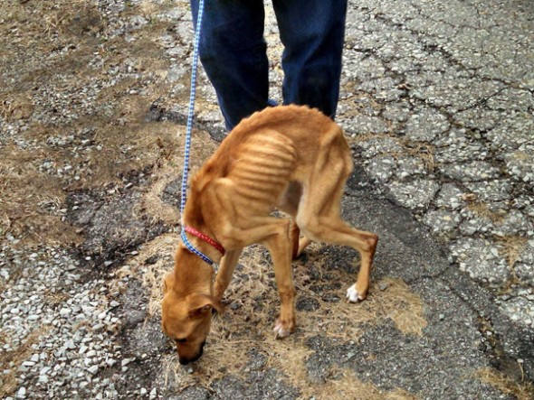 Perrito en basura 7