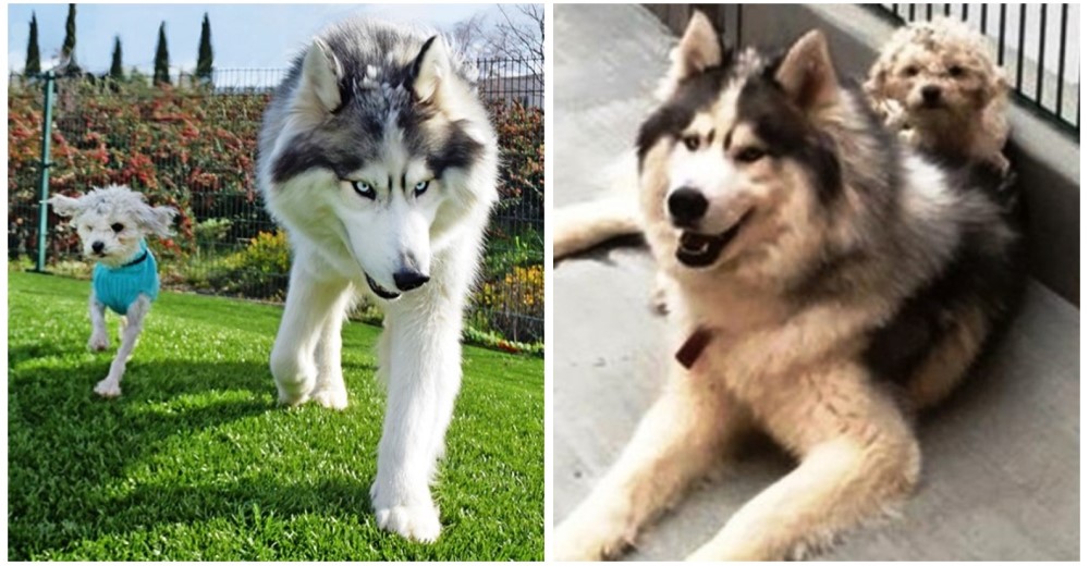 Juntos todo es mejor – Estos dos perritos manifiestan el gran amor que se tienen