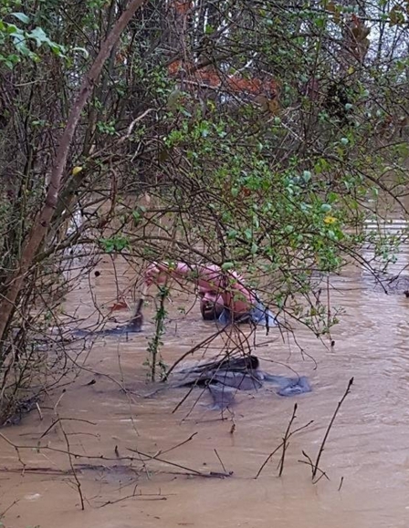 animales-rescatados-inundacion2