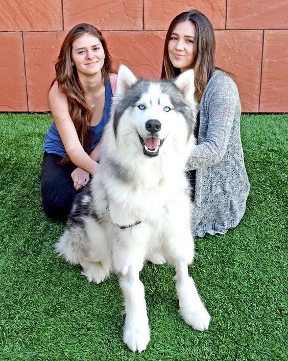 arlo-adoptado-familia
