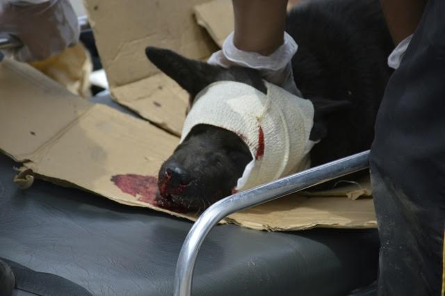 bombero-rescata-perro-atropellado1