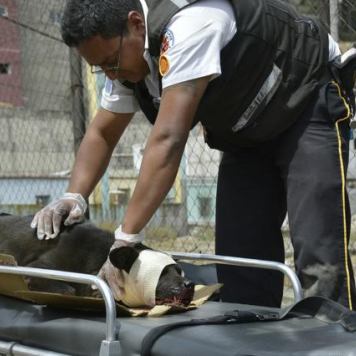 bombero-rescata-perro-atropellado3