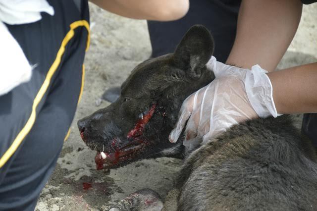 bombero-rescata-perro-atropellado6