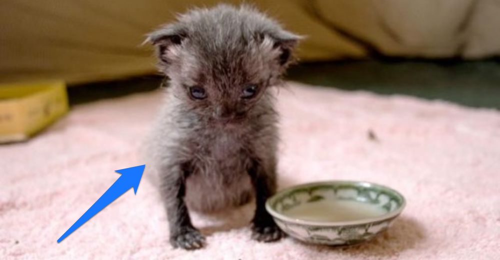 Encuentran un diminuto gatito en la calle en plena lluvia todavía con el cordón umbilical