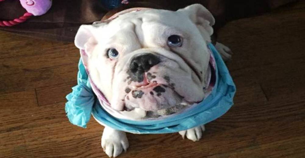 Esta perrita sorda estuvo a punto de morir degollada… pero un policía le devolvió la vida