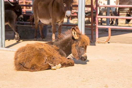 burros-rescatados5