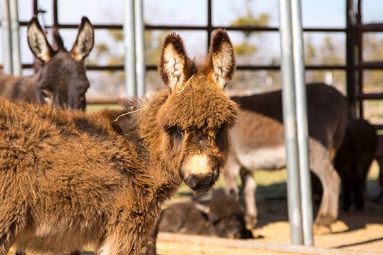 burros-rescatados7