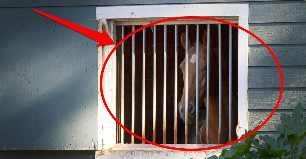 Libertad para Magic – Este pobre caballo lleva años encerrado en su establo injustamente Libertad para Magic – Este pobre caballo lleva años encerrado en su establo injustamente