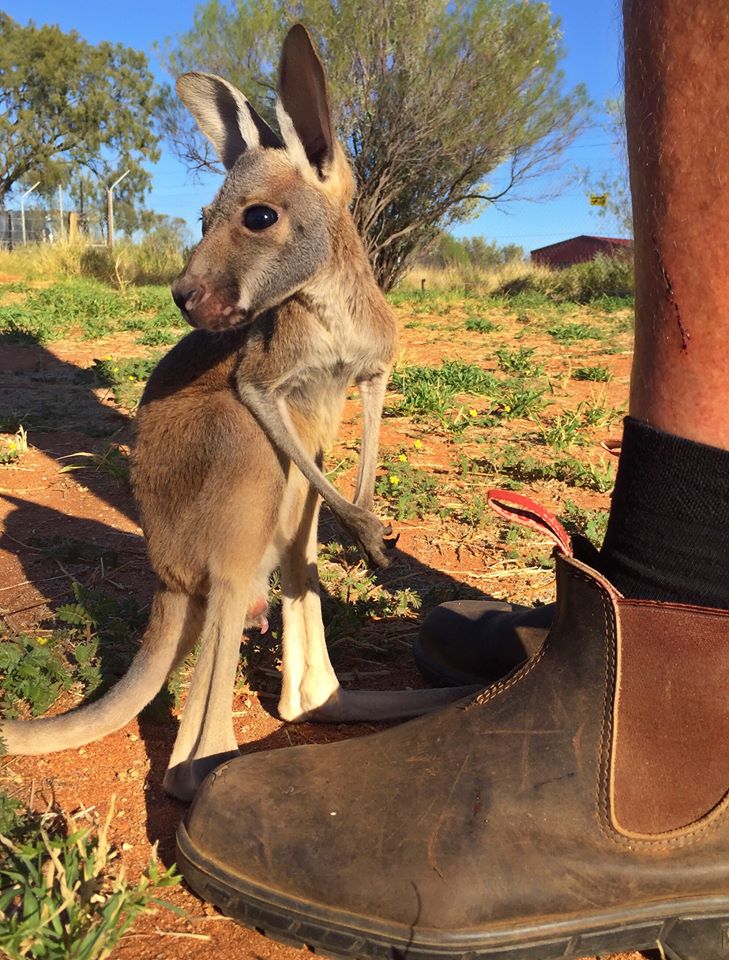 The Kangaroo Sanctuary Alice Springs