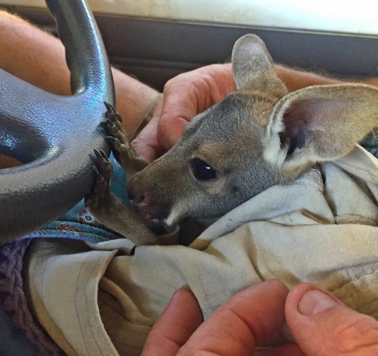 The Kangaroo Sanctuary Alice Springs